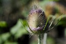 Karde - Dipsacus silvester * 1312 x 874 * (252KB)